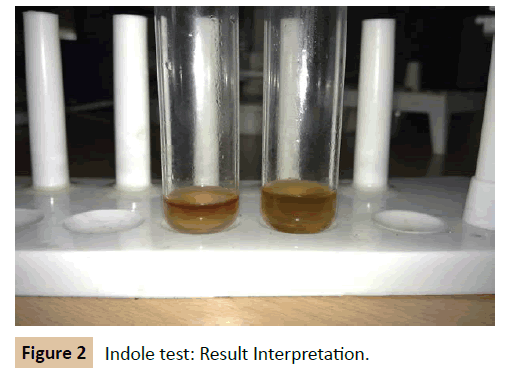 pharmaceutical-biotechnology-Result-Interpretation