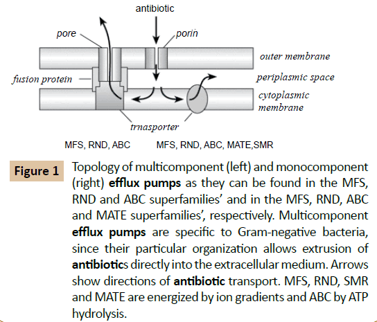 pharmaceutical-biotechnology-Topology-multicomponent