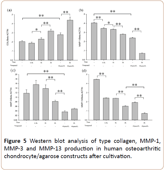 physiotherapy-research-Western-blot