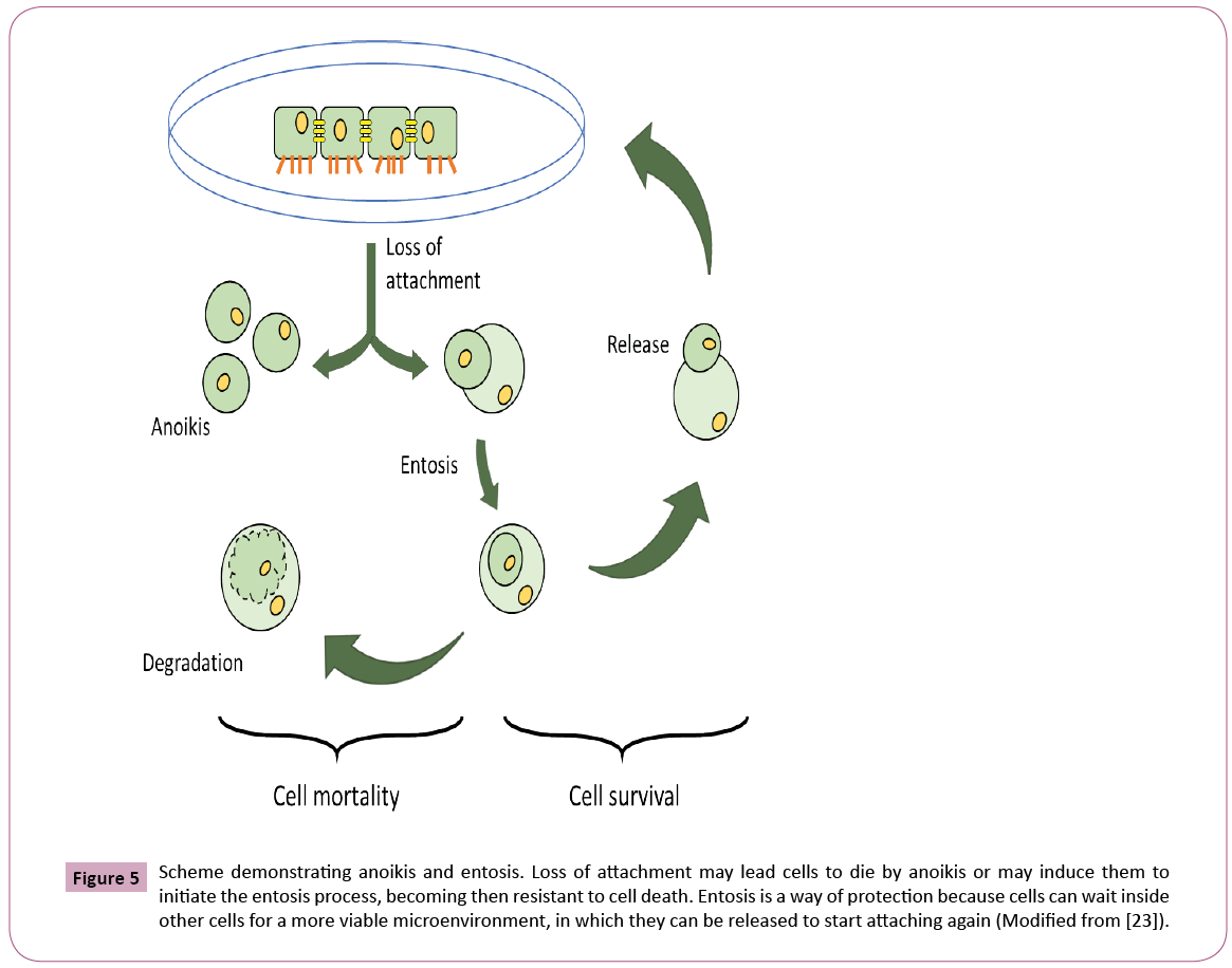 phytomedicine-clinical-therapeutics-demonstrating-anoikis