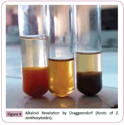 phytomedicine-clinical-therapeutics-draggeendorf