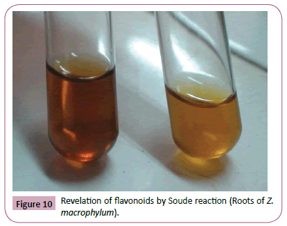 phytomedicine-clinical-therapeutics-flavonoids