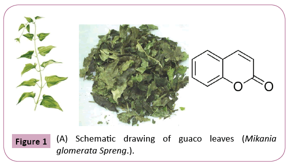 phytomedicine-clinical-therapeutics-glomerata-Spreng