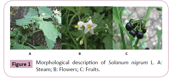 phytomedicine-clinical-therapeutics-morphological