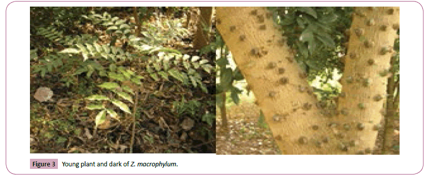 phytomedicine-clinical-therapeutics-plant