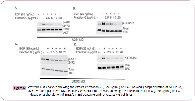 phytomedicine-clinical-therapeutics-western-blot-analyses