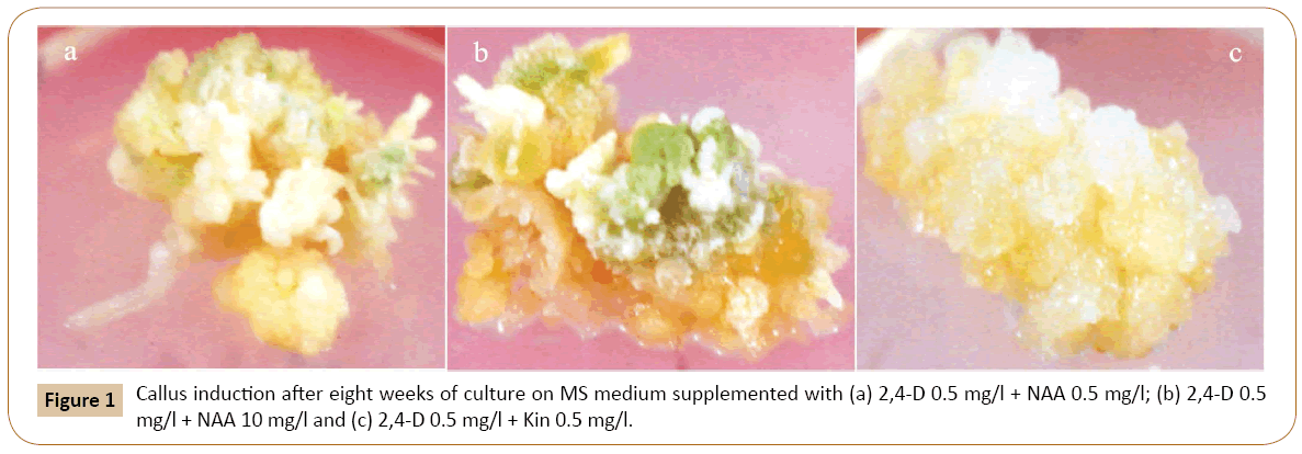 plant-breeding-agriculture-Callus-induction