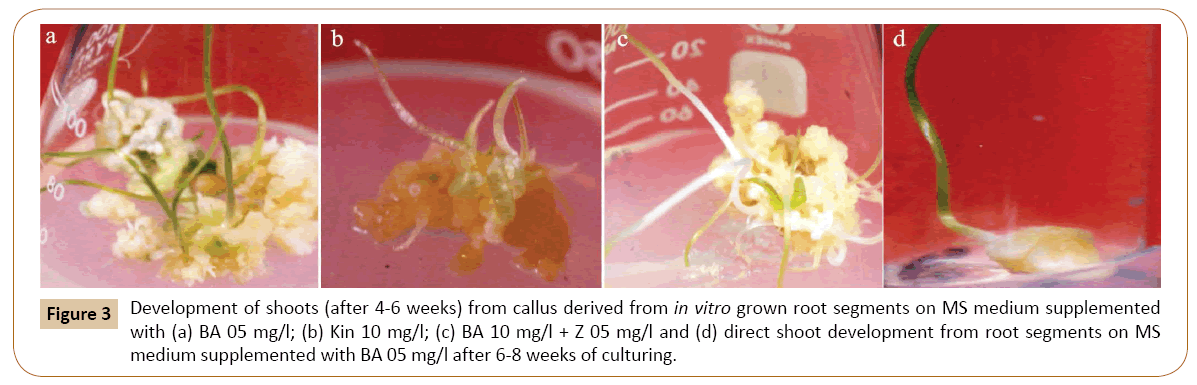 plant-breeding-agriculture-callus-derived