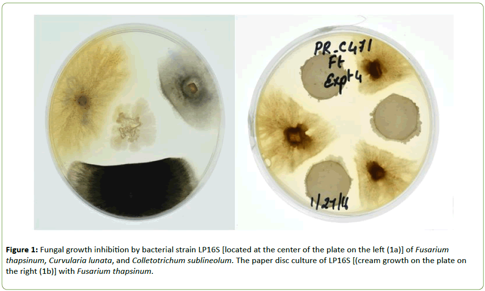 plant-pathology-Fungal-growth