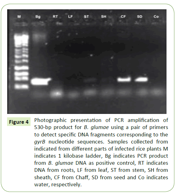 plant-pathology-Photographic-presentation