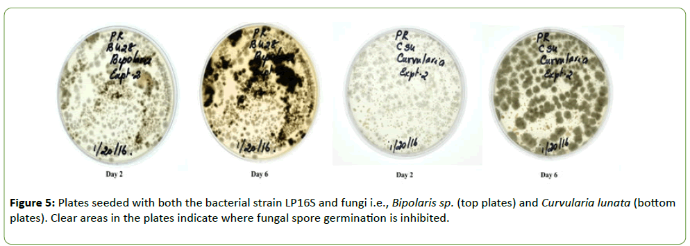 plant-pathology-Plates-seeded