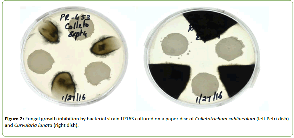 plant-pathology-bacterial-strain