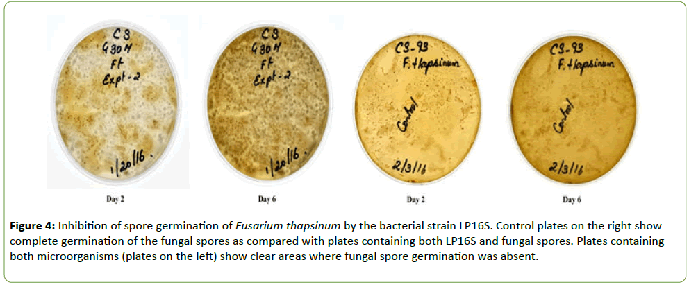 plant-pathology-fungal-spores