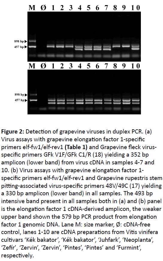 plant-pathology-grapevine-viruses