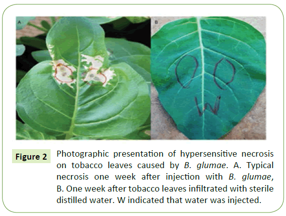 plant-pathology-hypersensitive-necrosis