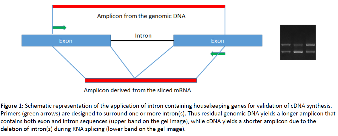 plant-pathology-intron-containing