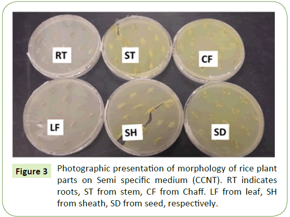 plant-pathology-specific-medium