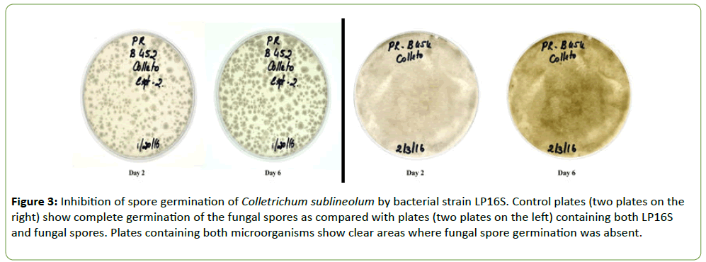 plant-pathology-spore-germination