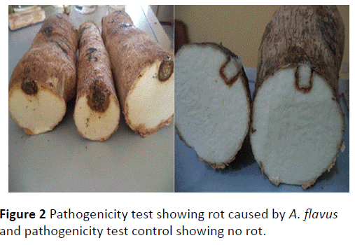 plant-sciences-agricultural-research-Pathogenicity-test-rot-caused