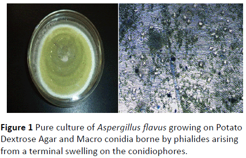 plant-sciences-agricultural-research-Pure-culture-Aspergillus-flavus