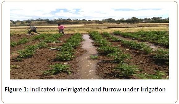 plant-sciences-un-irrigated-furrow