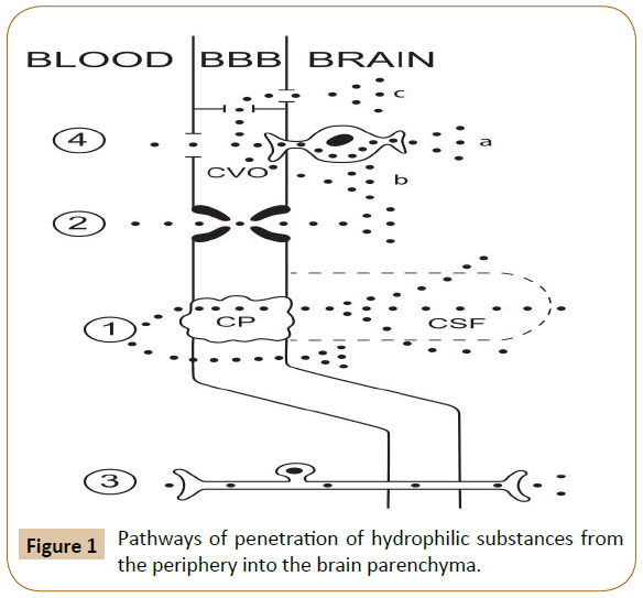 psychology-brain-studies-hydrophilic-substances