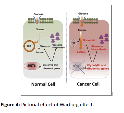 renal-medicine-Warburg-effect