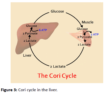 renal-medicine-alanine-Cori-cycle