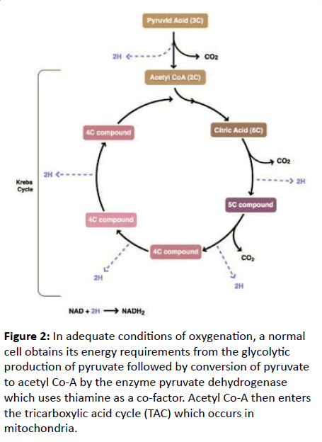 renal-medicine-alanine-glycolytic-production