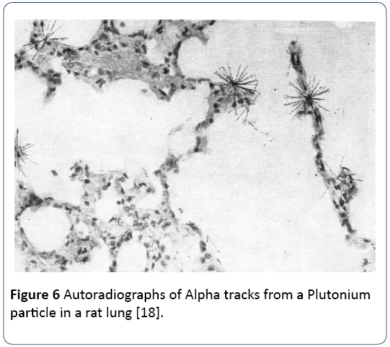 research-reports-toxicology-Autoradiographs-Alpha