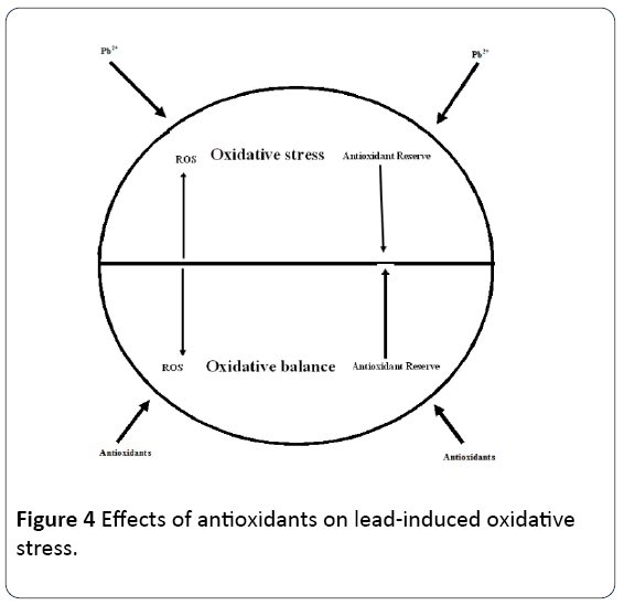 research-reports-toxicology-Effects-antioxidants