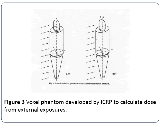 research-reports-toxicology-Voxel-phantom