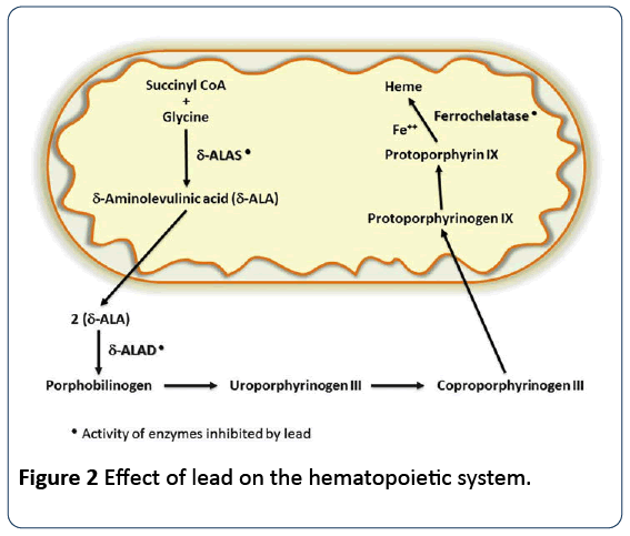 research-reports-toxicology-hematopoietic-system