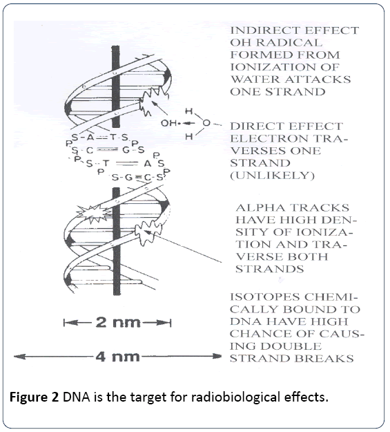 research-reports-toxicology-radiobiological-effects