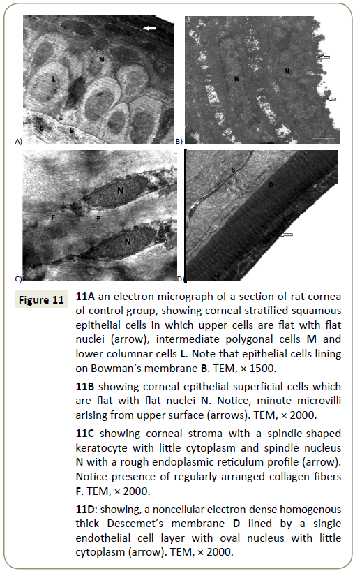 stem-cell-biology-and-transplantation-cells