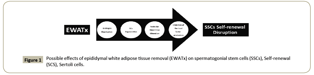 stem-cell-biology-and-transplantation-epididymal