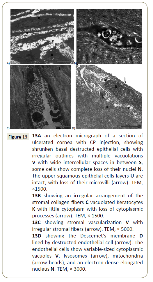 stem-cell-biology-and-transplantation-epithelial