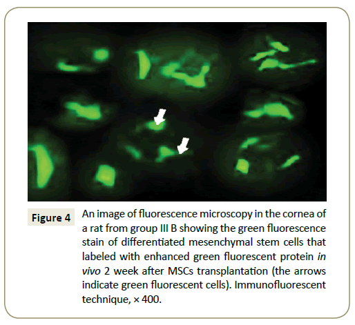 stem-cell-biology-and-transplantation-fluorescence