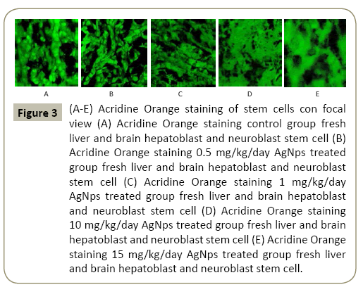 stem-cell-biology-and-transplantation-focal