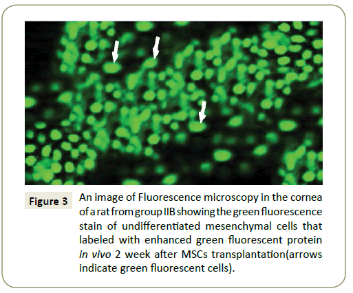 stem-cell-biology-and-transplantation-microscopy