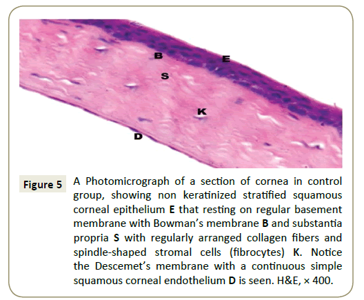 stem-cell-biology-and-transplantation-section