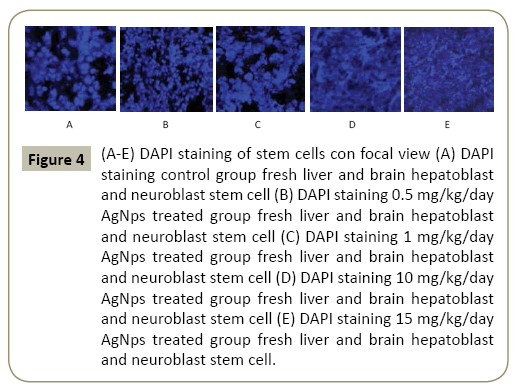 stem-cell-biology-and-transplantation-staining