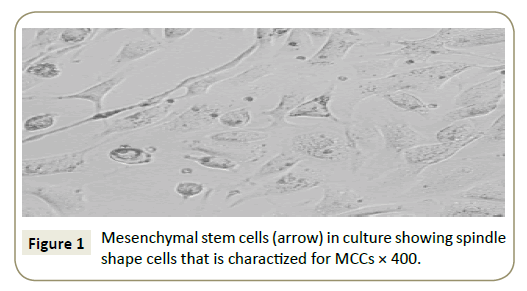 stem-cell-biology-and-transplantation-stem