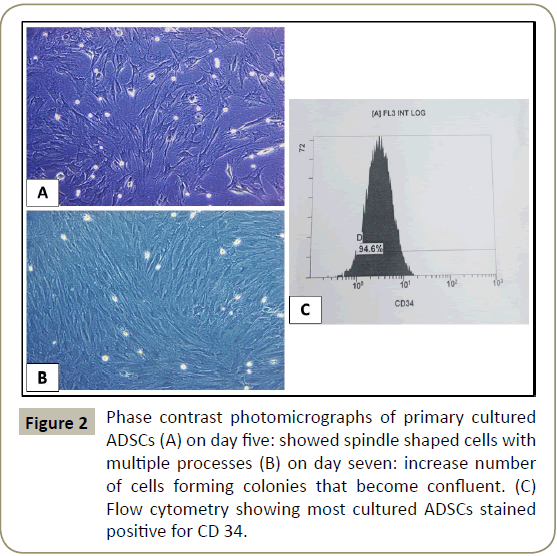 stem-cell-biology-transplantation-Phase-contrast