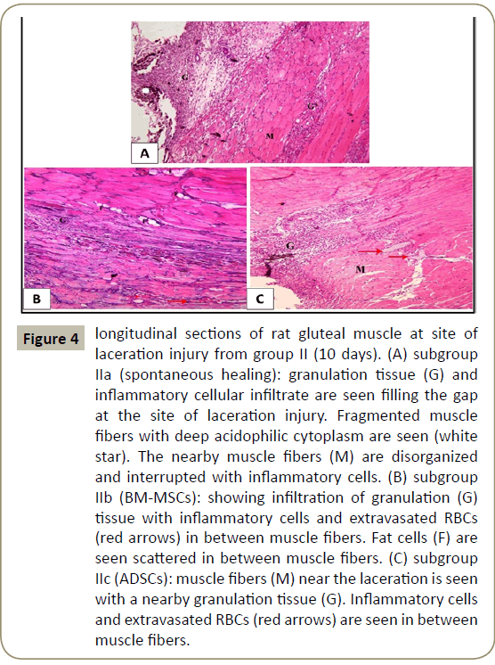 stem-cell-biology-transplantation-muscle-fibers