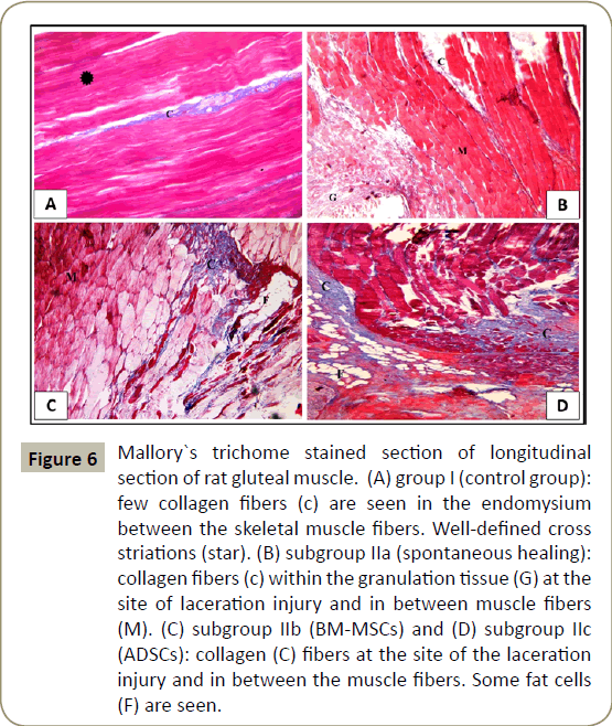 stem-cell-biology-transplantation-muscle-fibers