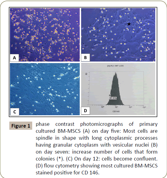 stem-cell-biology-transplantation-stained-positive