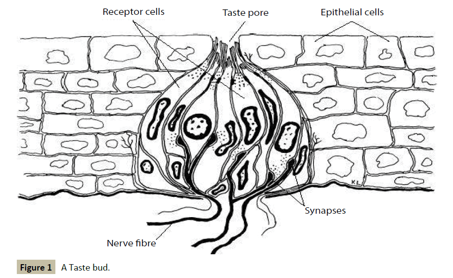 stem-cell-biology-transplantation-taste-bud