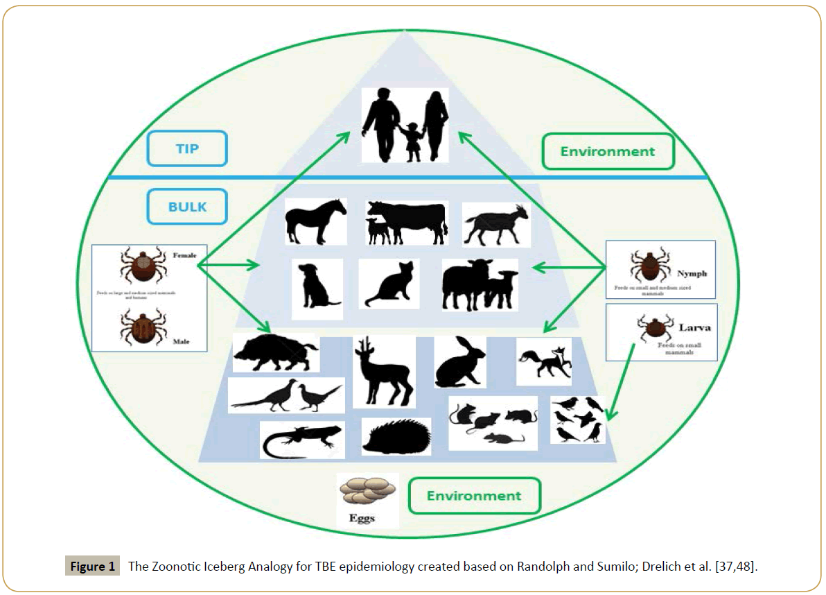 Comparative Tick-Borne Encephalitis (Virus) Surveillance in Belgium 2009-2015: Experiences with Diagnostic Tests, Sentinel and Surveillance Designs Insight Medical Publishing